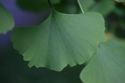 Gingko - Symbol für Lebenskraft und Resilienz Gingko - Symbol für Lebenskraft und Resilienz