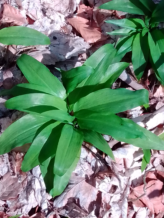 Bärlauch-Pflanze Bärlauch-Pflanze