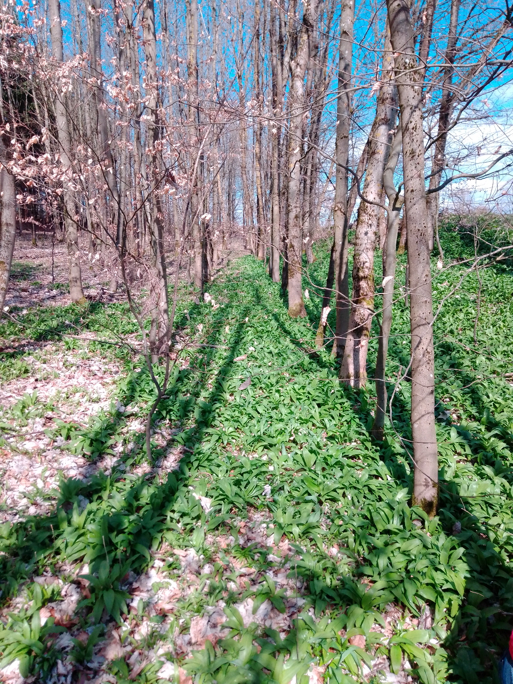 Bärlauch Umgebung Bärlauch Umgebung