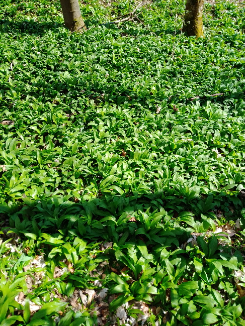 Bärlauch in voller Pracht Bärlauch in voller Pracht