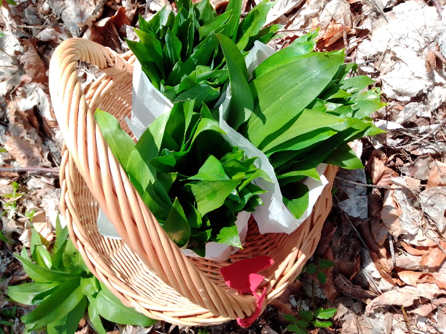 Bärlauch sammeln Bärlauch sammeln