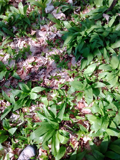 Bärlauch treibt aus Bärlauch treibt aus