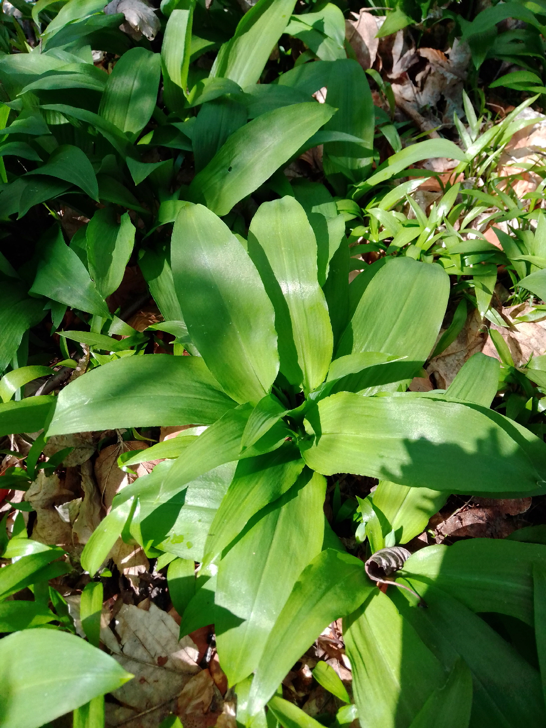 Eindeutig Bärlauch Eindeutig Bärlauch