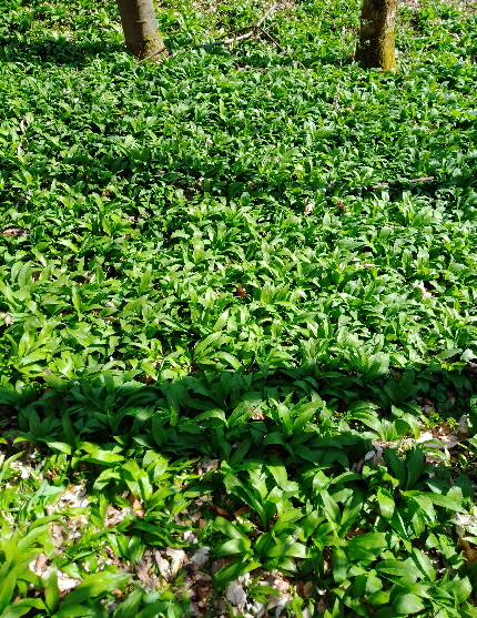 Bärlauch in voller Pracht