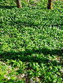 Brlauch in voller Pracht