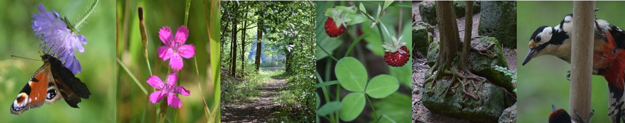 Frühling in Neuensee Frühling in Neuensee