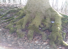 Die eigenen Wurzeln strken - dem Wind des Wandels standhalten - individuelle Arbeit an genau Ihrem Thema oder Problem
