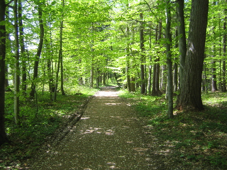 Gesunder Wald - Kraftquelle Natur Gesunder Wald - Kraftquelle Natur