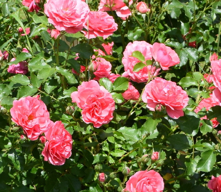 Rosen - für Herz und Gemüt Rosen - für Herz und Gemüt