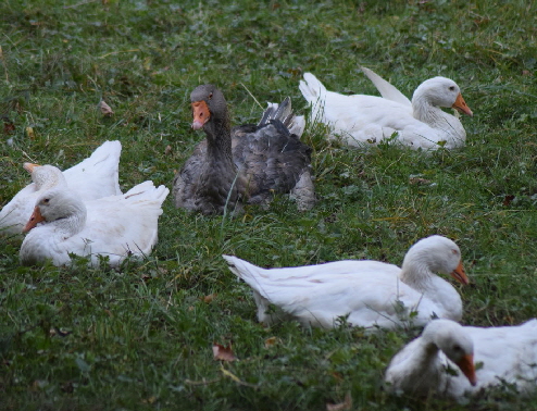 Glückliche Gänse Glückliche Gänse