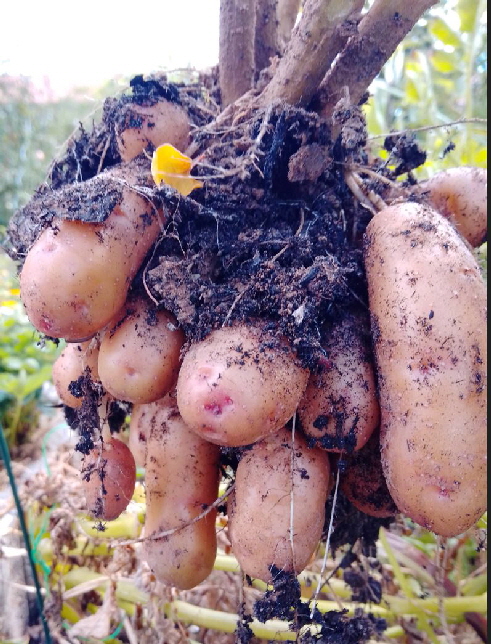 Alte, samenfeste Kartoffelsorte- Bamberger Hörnla Alte, samenfeste Kartoffelsorte- Bamberger Hörnla